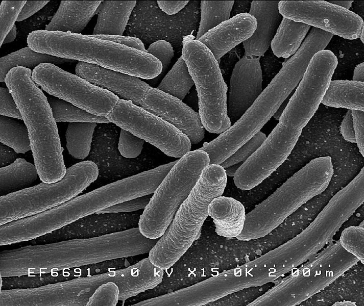 Escherichia coli bajo el microscopio