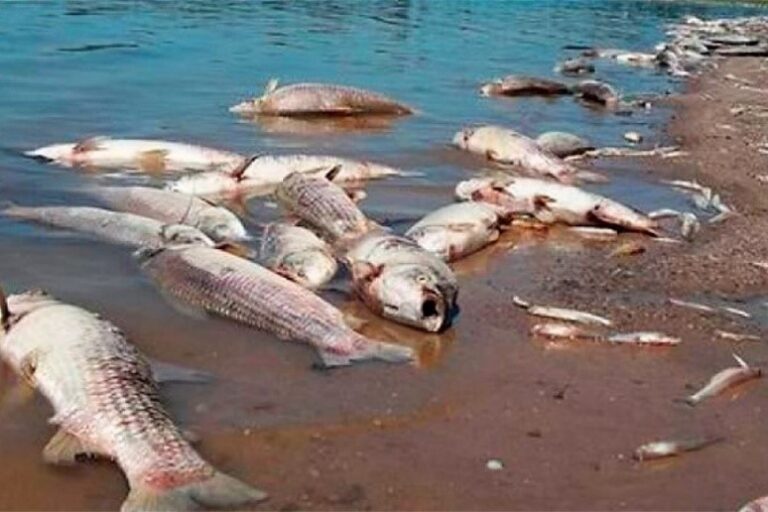Mortandad de peces por contaminacion del agua - Bioingepro