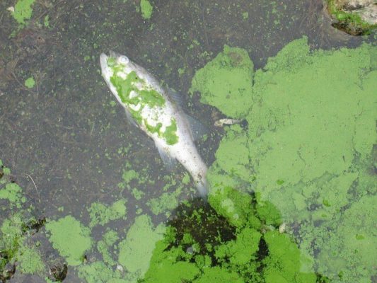 agua contaminada con eutrofización y peces muertos